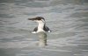 Guillemot at Southend Pier (Steve Arlow) (58810 bytes)